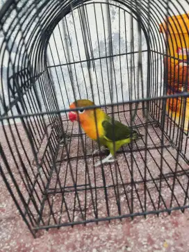 Lovebird umur 5 bulan