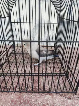 Burung Lovebird paruh putih betina trah durasi