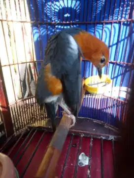 Anis merah jantan asli sumedang gacor teler