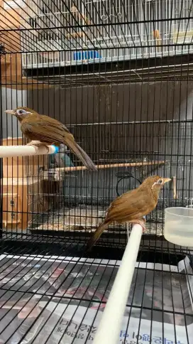 Sepasang wambie jinak produksian