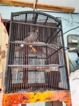 Burung jalak kebo bunyi rajin jinak rawatan lama fullset