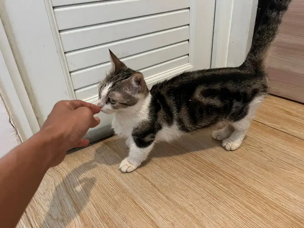 Adopsi kucing indukan munchkin semi hibah