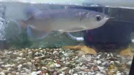 Ikan Arwana Green Pino