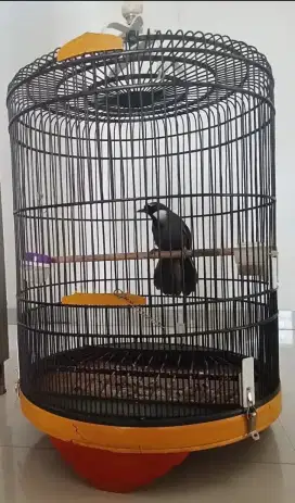 Poksay hongkong gacor body jumbo