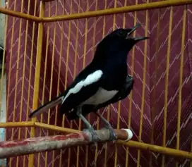 Kacer dada putih jinak gacor