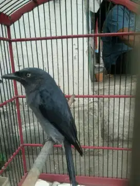 Srigunting kelabu mata putih jinak