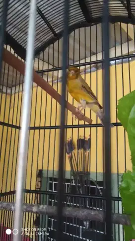 Kenari jantan dewasa siap jadi bapak