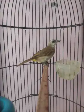 Burung Trucukan