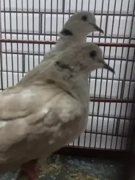 Puter Pelung Gacor Cocok Untuk Untuk teman Ngopi
