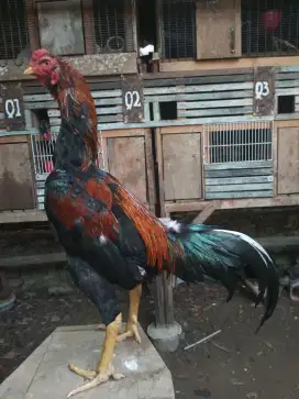 Ayam Bangkok muda