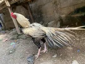 Ayam hias ekor lidi
