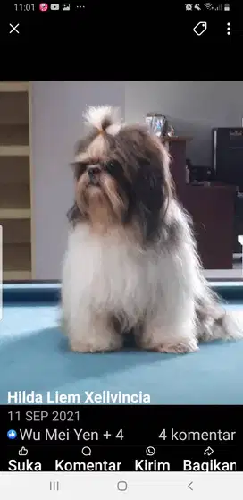Sitzhu murni majesty
