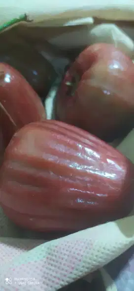 Jambu Dalhari murmer