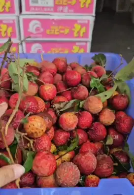 Promo buah leci merah 1 kg