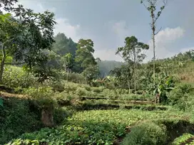 Dijual Tanah kebun samping hutan pinus dekat wisata gunung Puntang