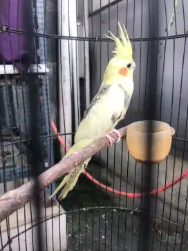Parkit Australi