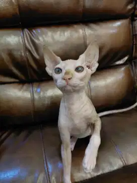 Kucing Sphynx Betina