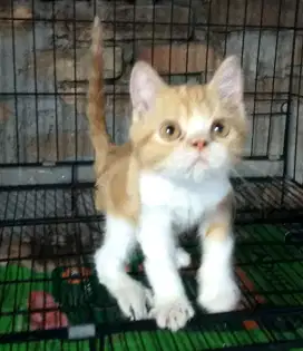 Kitten NS shother