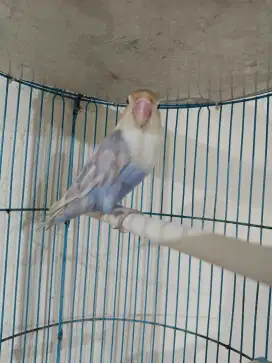 Burung saja love bird dewasa pasvio gacor latah tuker tambah barter