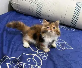 kitten munchkin betina longhair