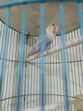 Hanya burung love bird pasvio mapan gacor receh tuker tambah barter