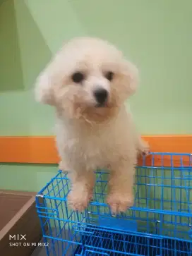 Bichon Jantan  Murmer