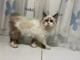 Kitten Ragdoll Jantan Pure Non Ped