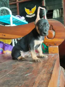 jual anak anjing