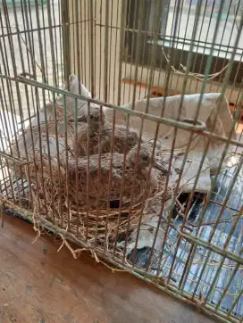 Anakan Tekukur kali ada yg minat