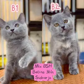 Kucing kitten mix BSH betina semua