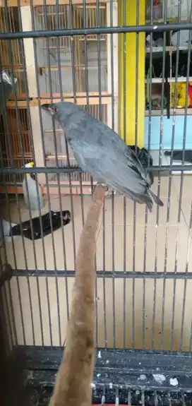 Srigunting abu mata merah dorong ekor