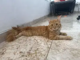 Mainecoon jantan