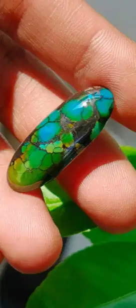 pirus persi ceplok sakral 3 color layak kontes