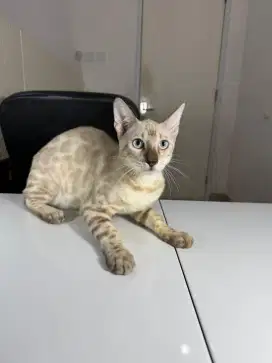 Bengall jantan bsh mainecoon ragdoll lucu