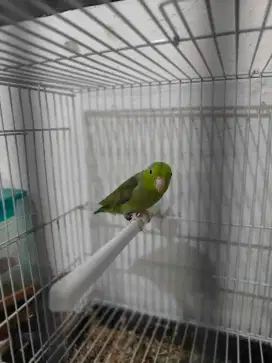 Parrotlet aka forpus jantan
