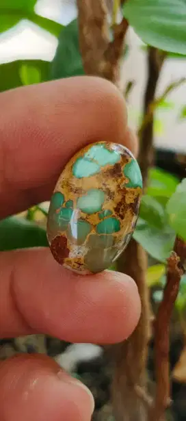 pirus persi gradasi ciamik pwol