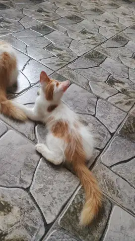 Lepas adop cepat, kucing lucu