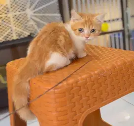 Kucing kitten munchkin betina