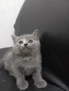 Kucing British Shother
