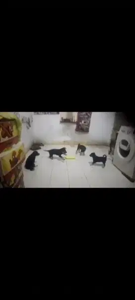 Jual Anak Anjing Cepat