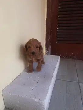 Anjing poodle lucu