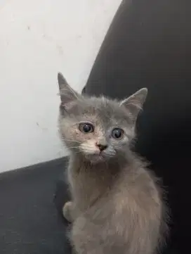Kucing British Shother