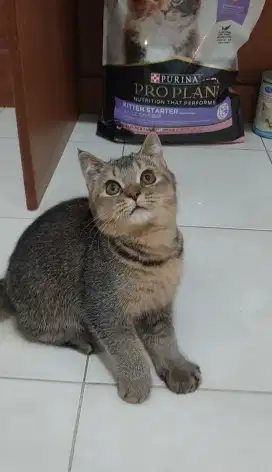 Kucing BSH mix kitten british shorthair mix