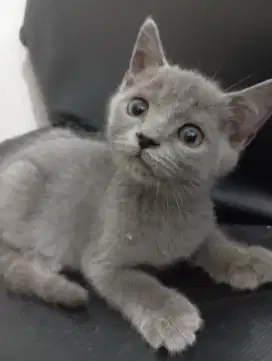 Kucing British Shother