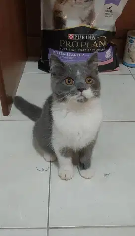 Kitten british shorthair mix kucing BSH mix