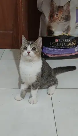 Kitten british shorthair mix kucing BSH mix
