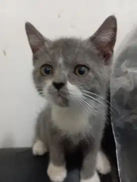 Kucing British Shother