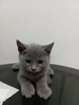 Kucing British Shother
