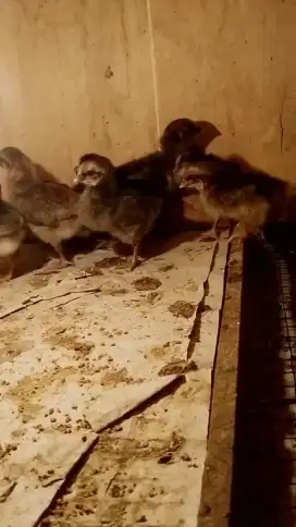 Pitik ayam kampung