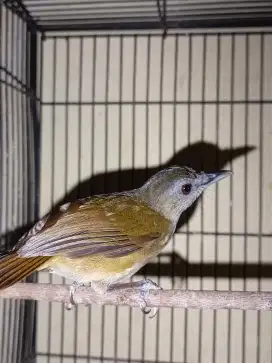 Burung Semak Semak
